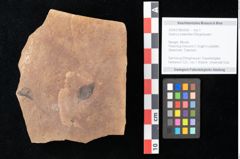 Foto (Objekt + Etikett) von Quercus palaeoilex Ettingshausen (NHMW-GEO-2024-0188-0830)